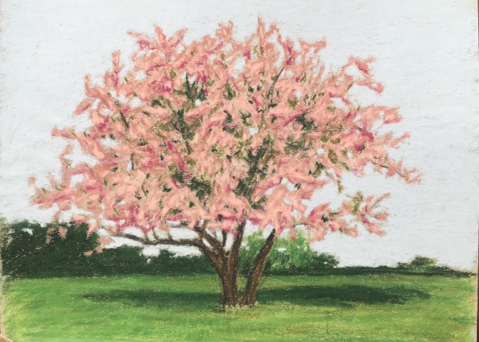 Cherry Blossoms: Drawing # 62